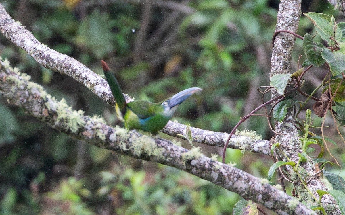 Blue-banded Toucanet - ML644197333