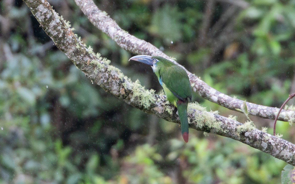 Blue-banded Toucanet - ML644197334