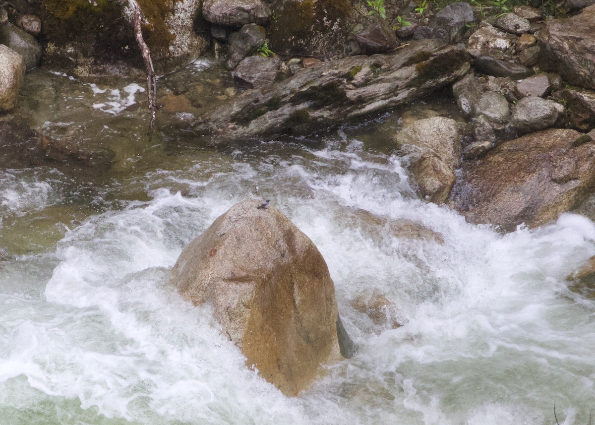 Torrent Tyrannulet - ML644197346