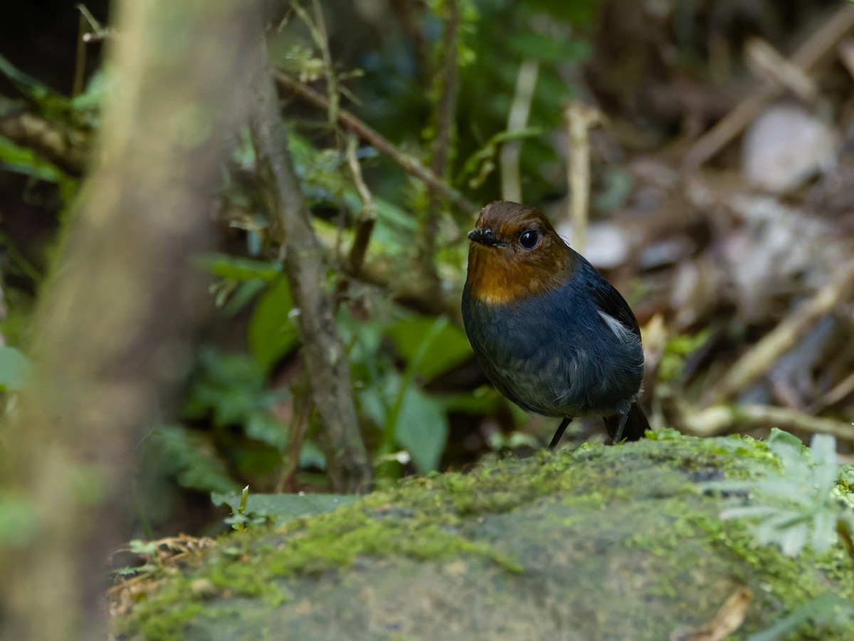 Philippine Shortwing - ML644197361