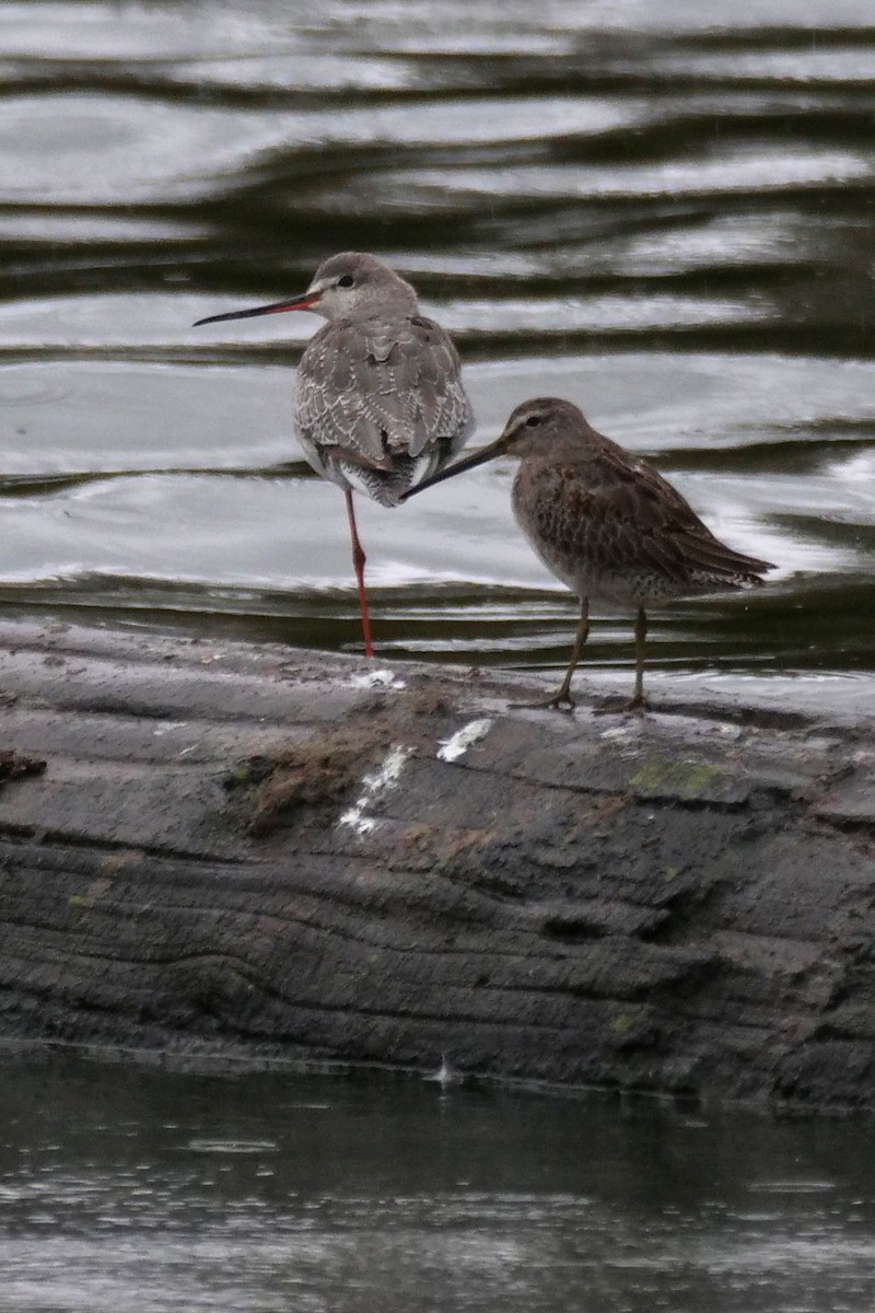 Spotted Redshank - ML644197365
