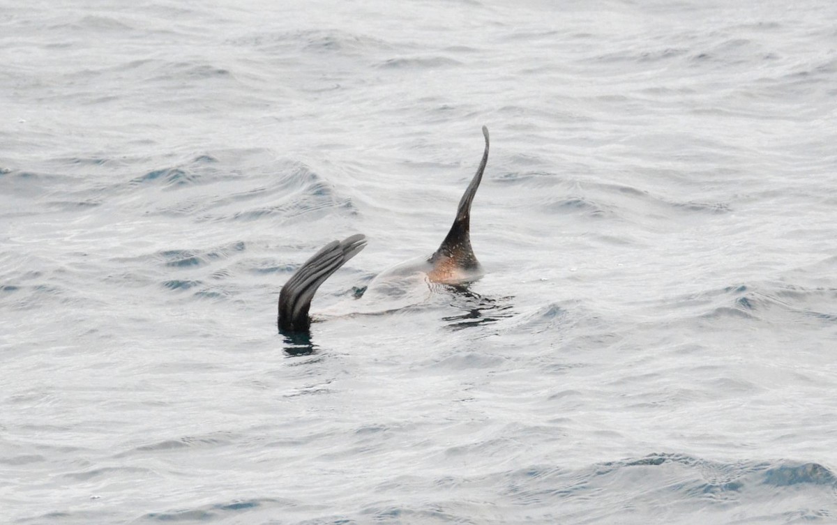 キタオットセイ - ML644197367