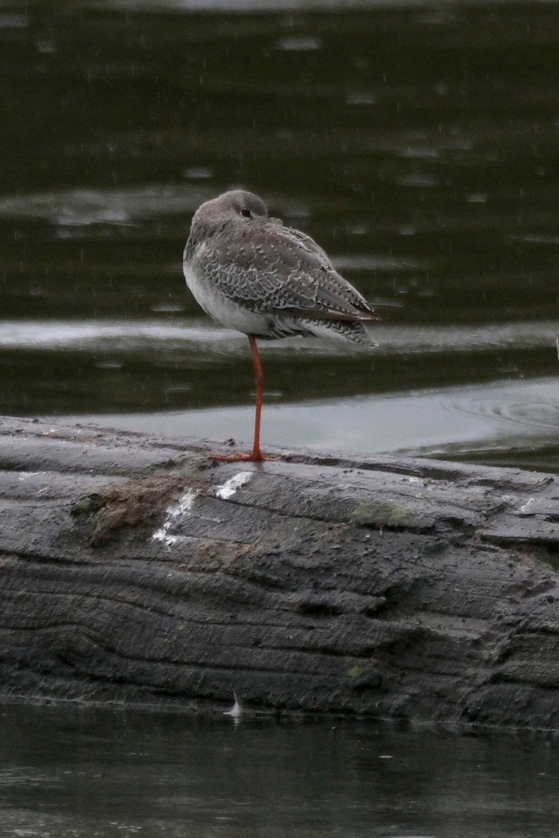 Spotted Redshank - ML644197369