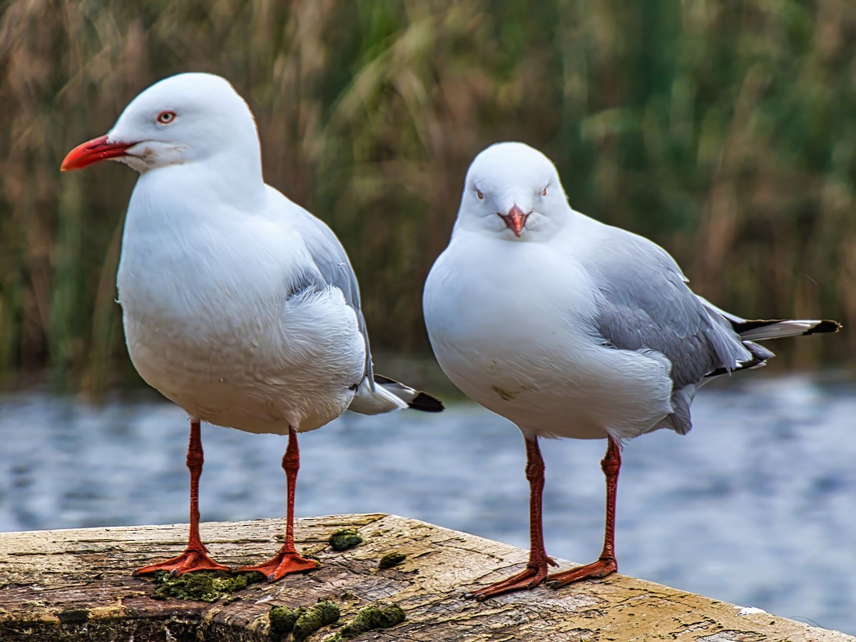 Mouette argentée (novaehollandiae/forsteri) - ML644197374