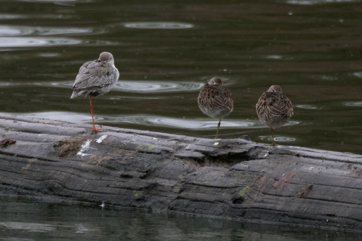 Spotted Redshank - ML644197395