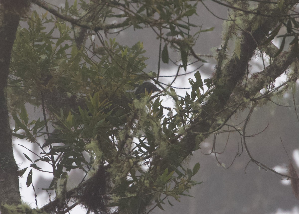 andeshokko - ML644197396