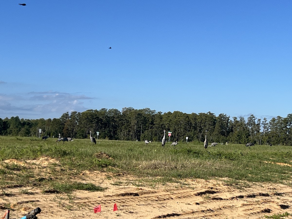 Орог тогоруу - ML644197410