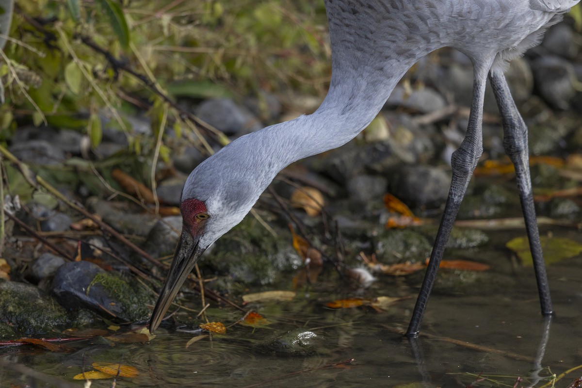 Sandhill Crane - ML644197417