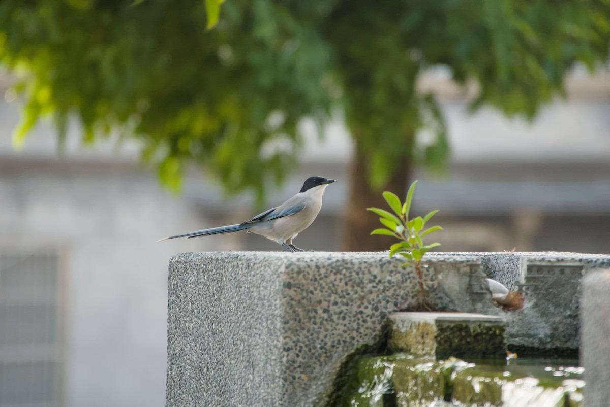 Mavi Saksağan - ML644197444