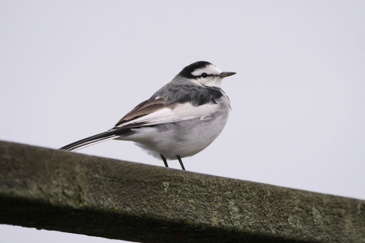 White Wagtail - ML644197445