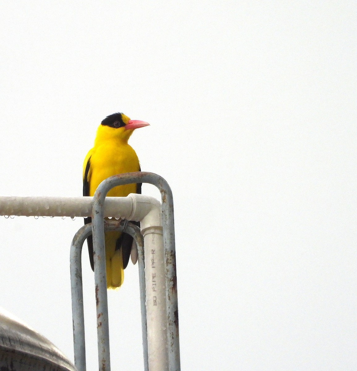 Black-naped Oriole - ML644197446