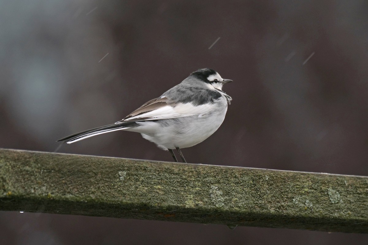 White Wagtail - ML644197454