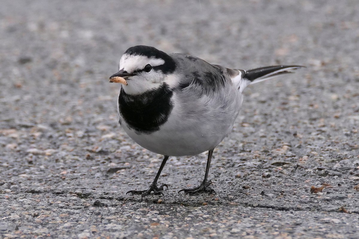 White Wagtail - ML644197469