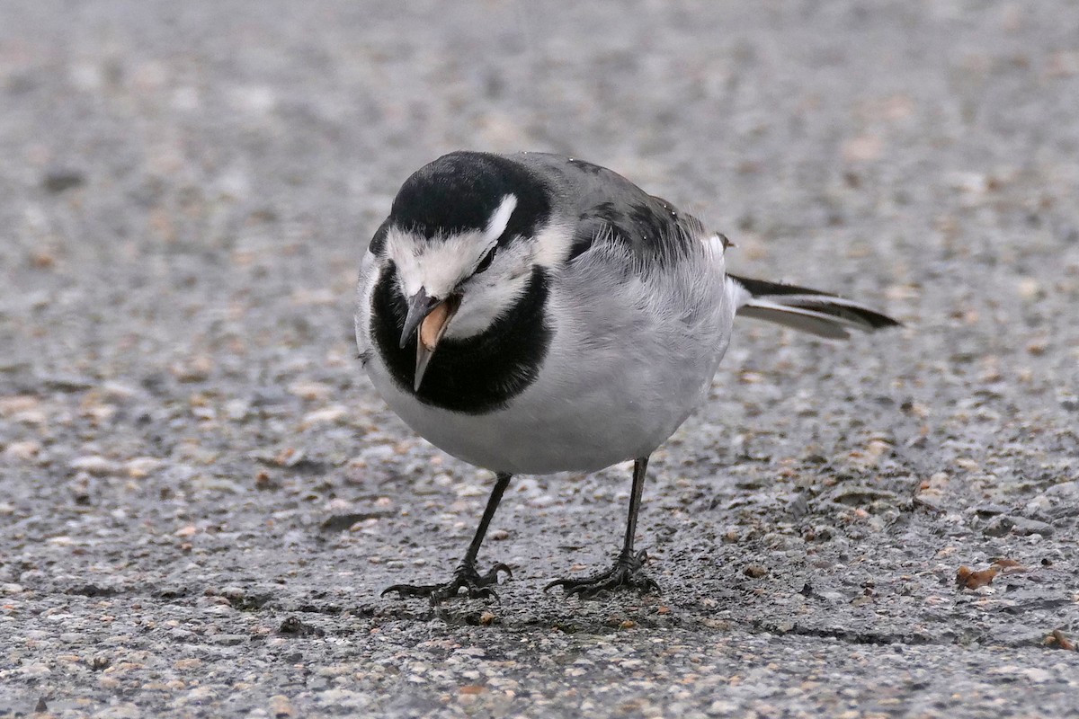 White Wagtail - ML644197470