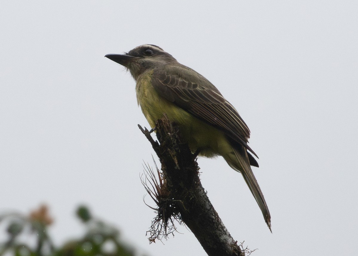 Golden-crowned Flycatcher - ML644197478