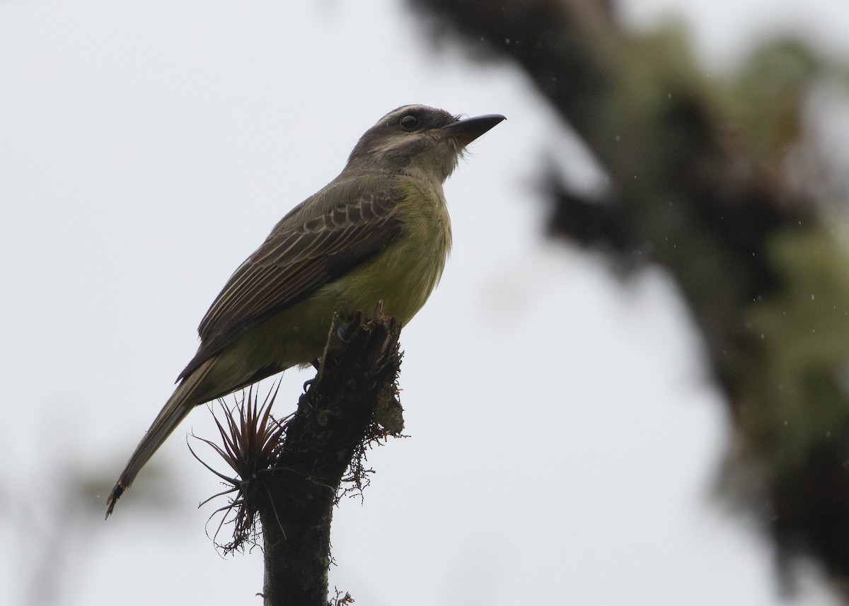 Golden-crowned Flycatcher - ML644197480