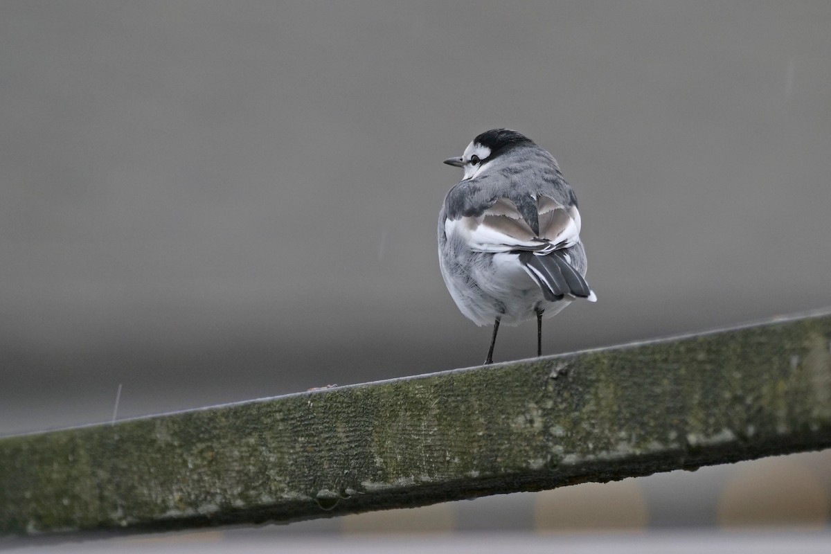 White Wagtail - ML644197498