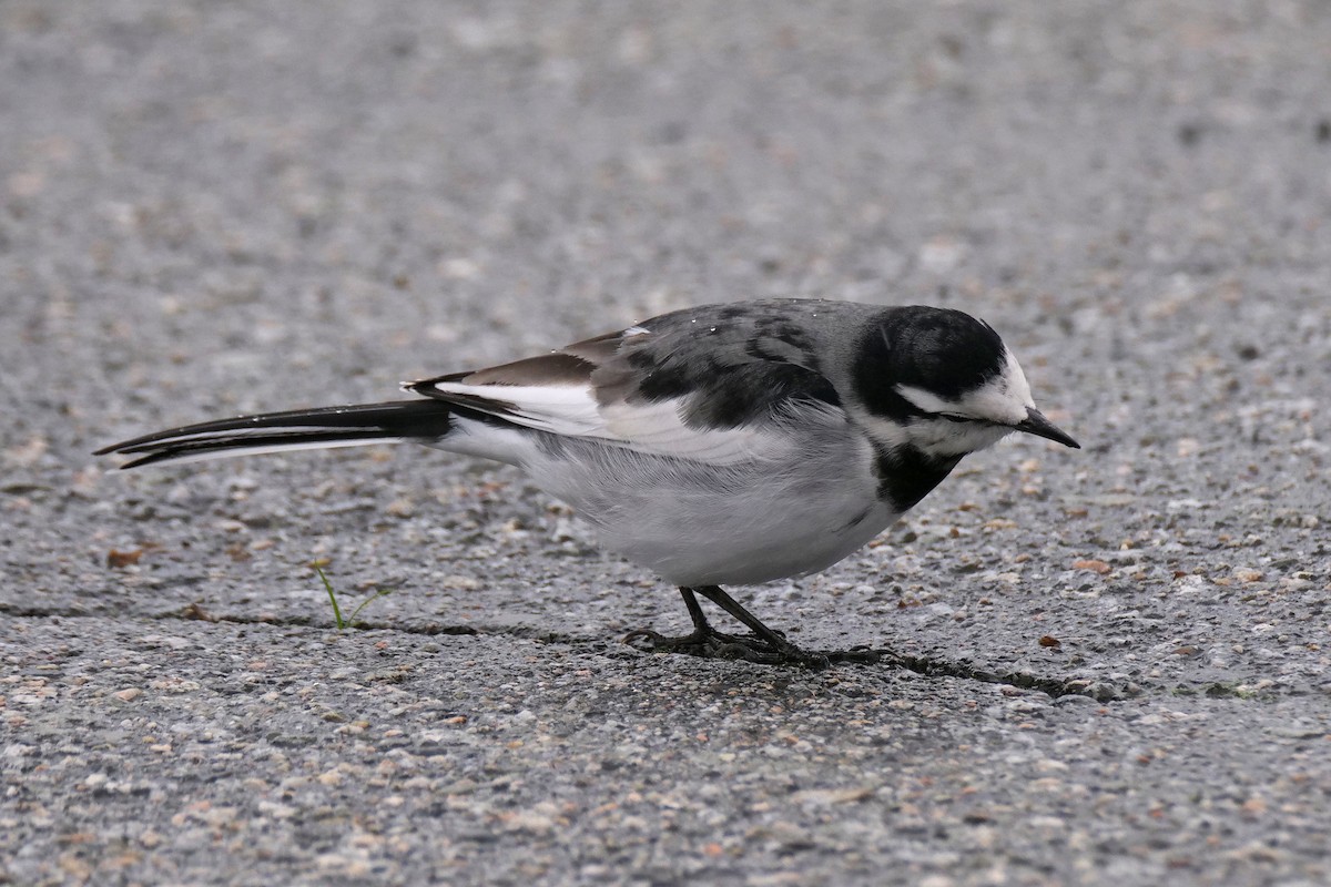 White Wagtail - ML644197504