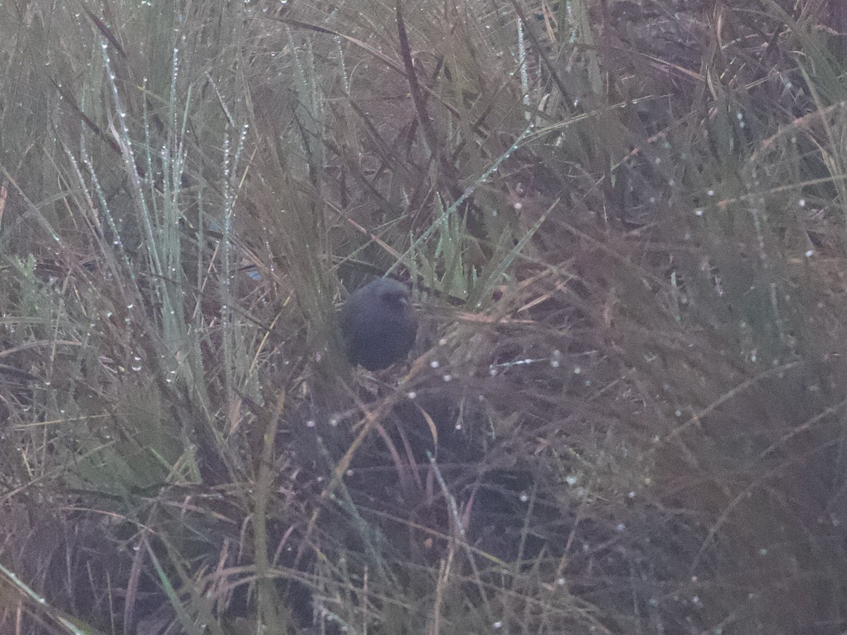 Jalca Tapaculo - ML644197517
