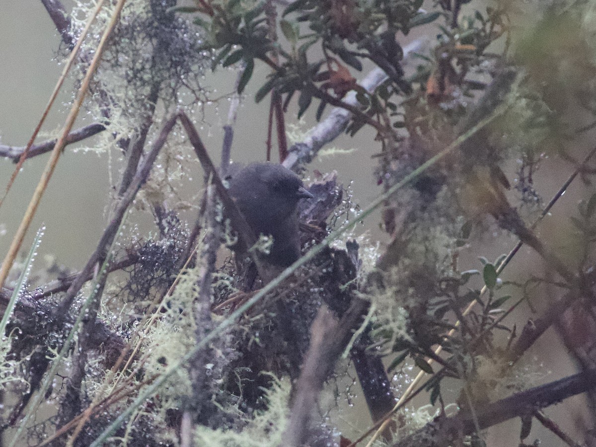 Jalca Tapaculo - ML644197518