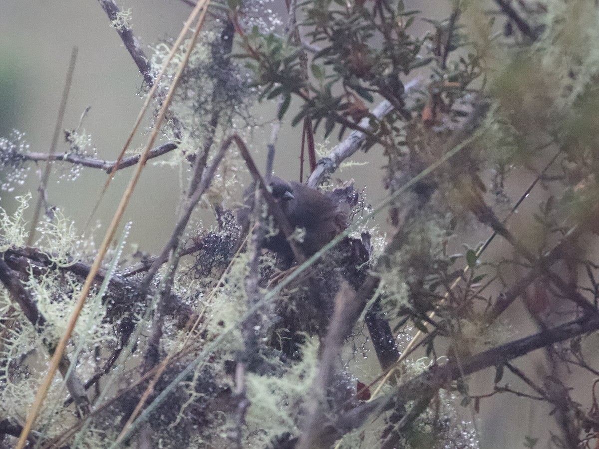 Jalca Tapaculo - ML644197519