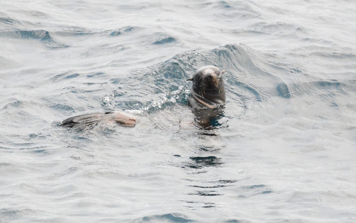 キタオットセイ - ML644197526