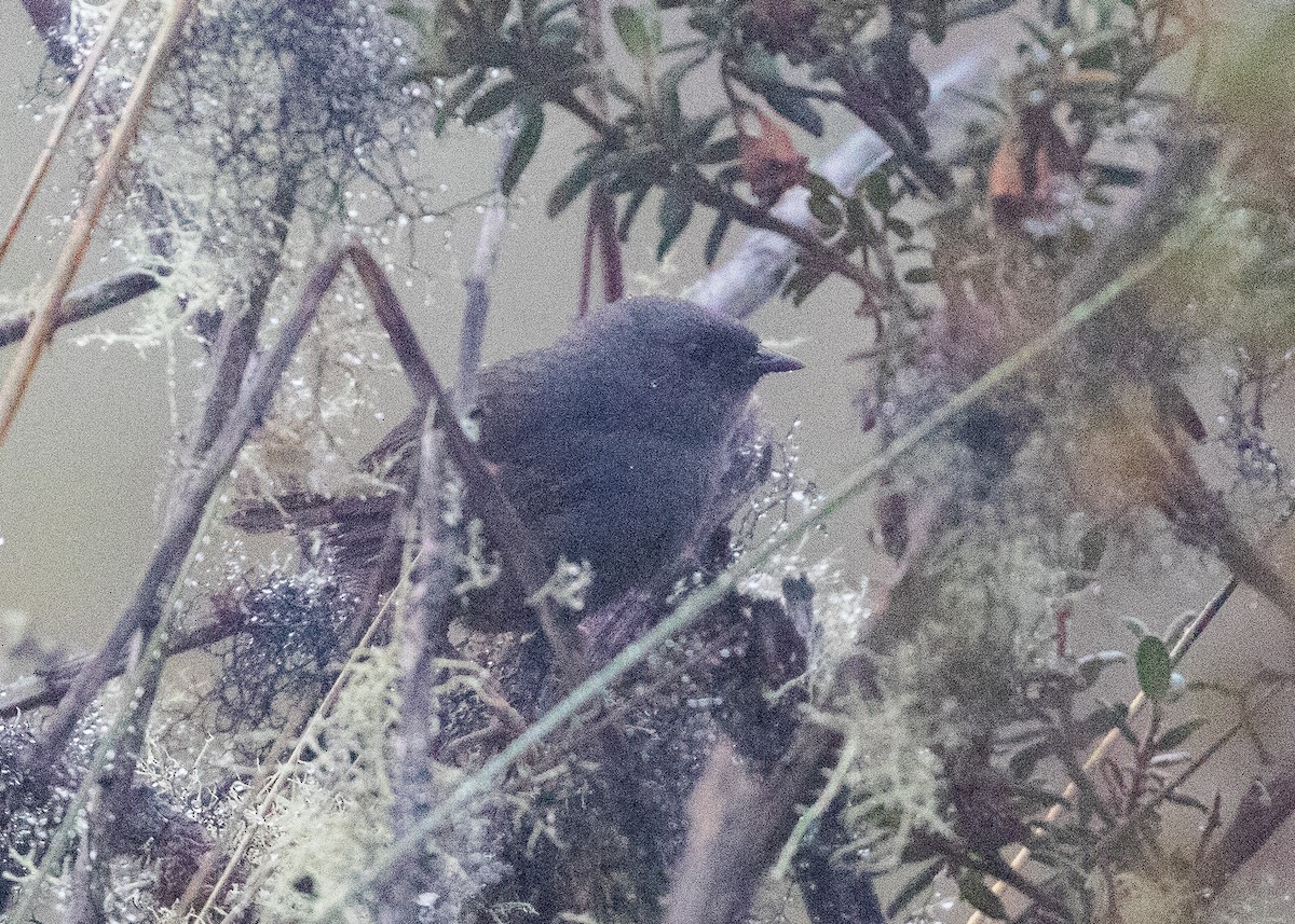 Jalca Tapaculo - ML644197528
