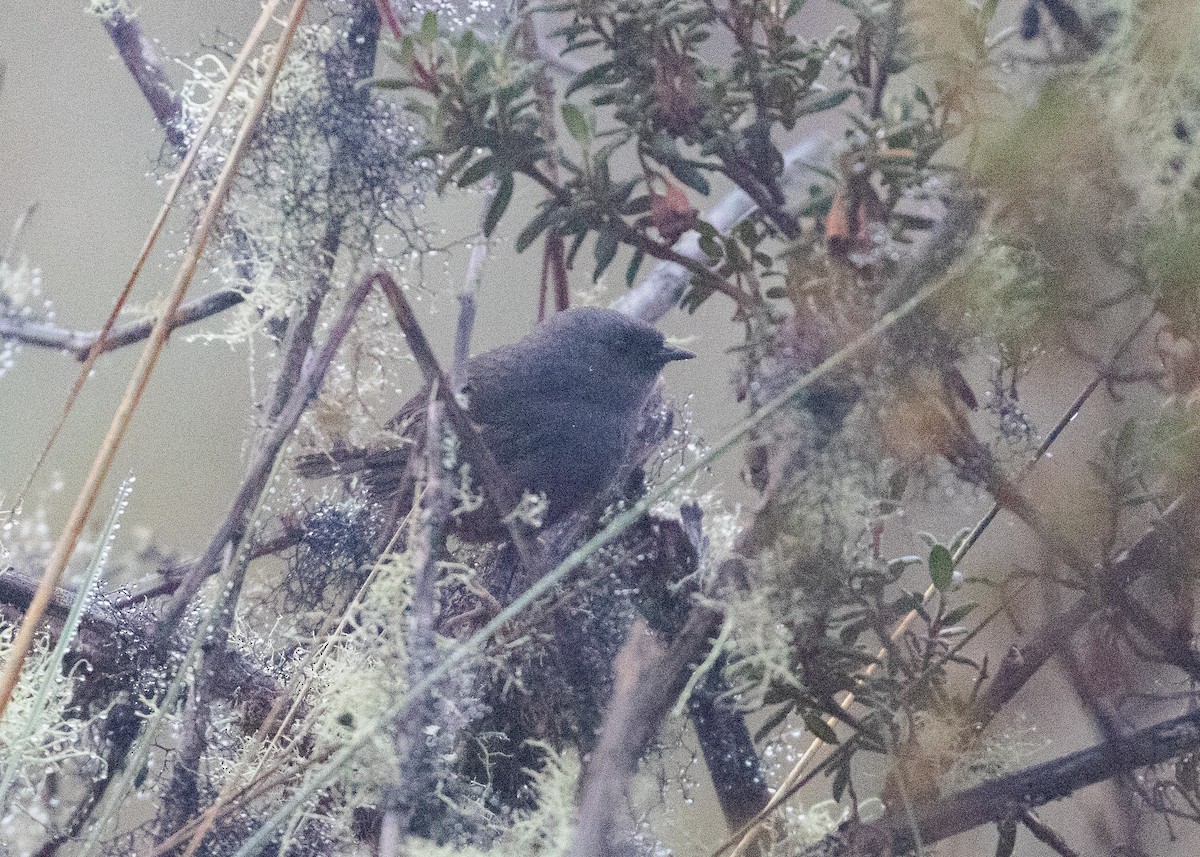 Jalca Tapaculo - ML644197529