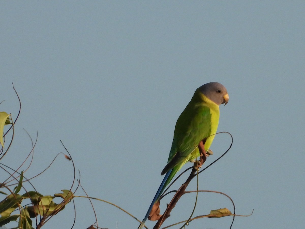 Plum-headed Parakeet - ML644197530