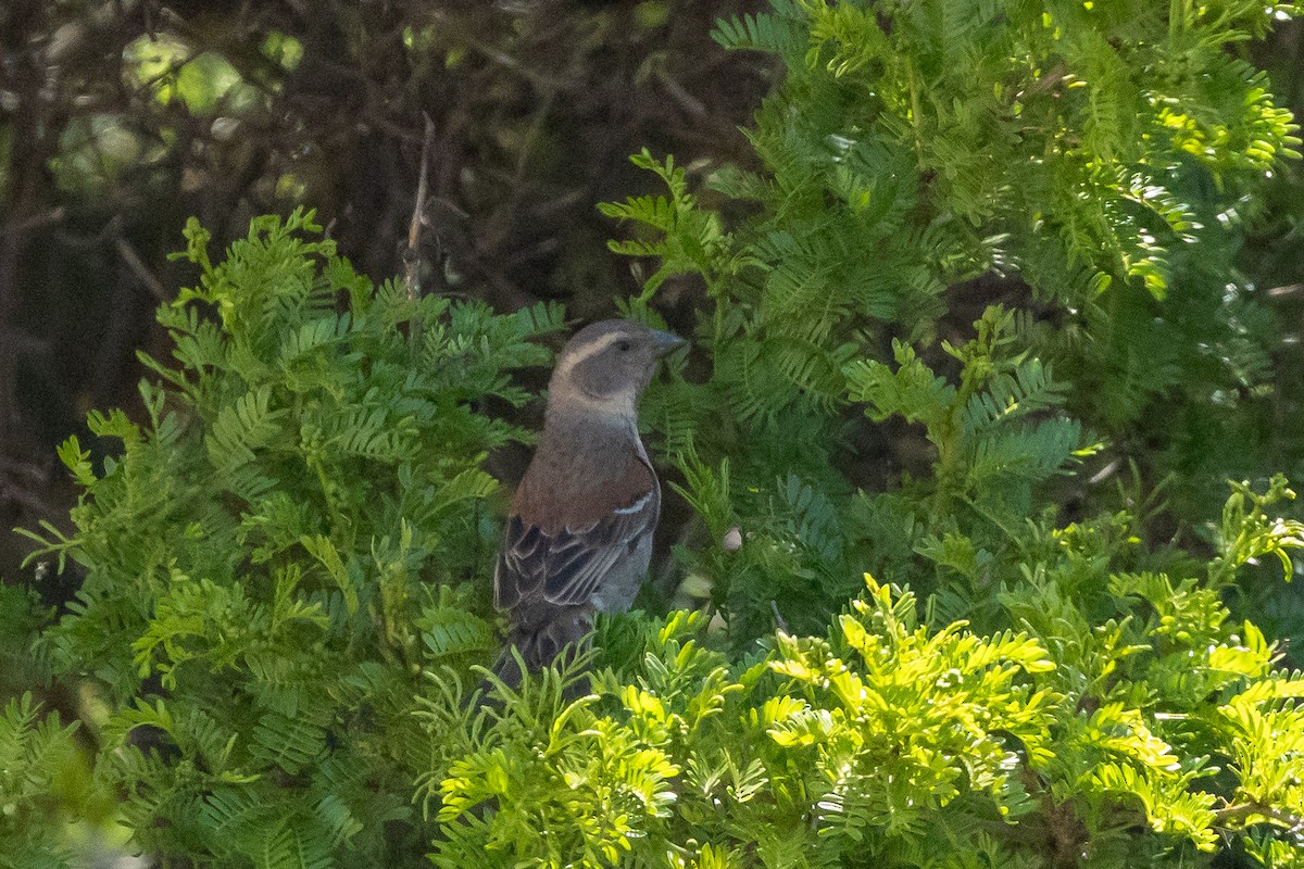 Cape Sparrow - ML644197533