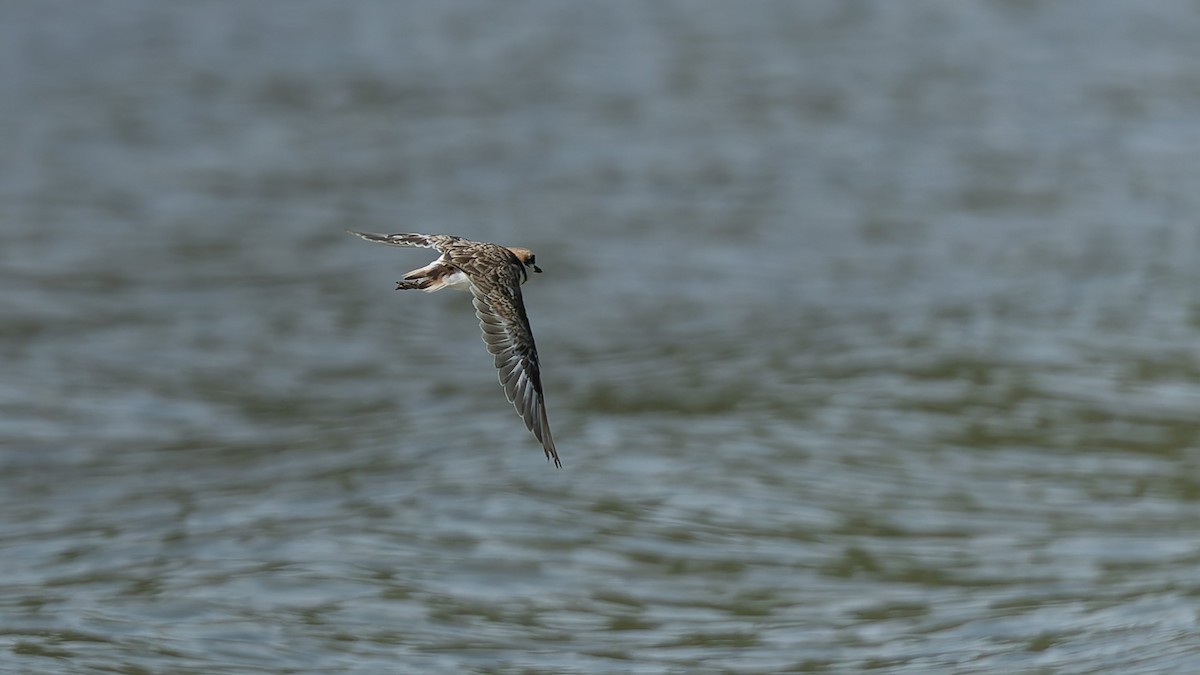 Malaysian Plover - ML644197538