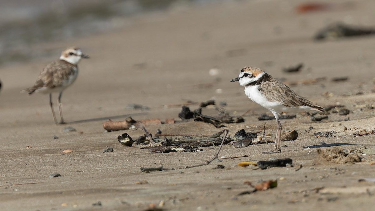 Malaysian Plover - ML644197539