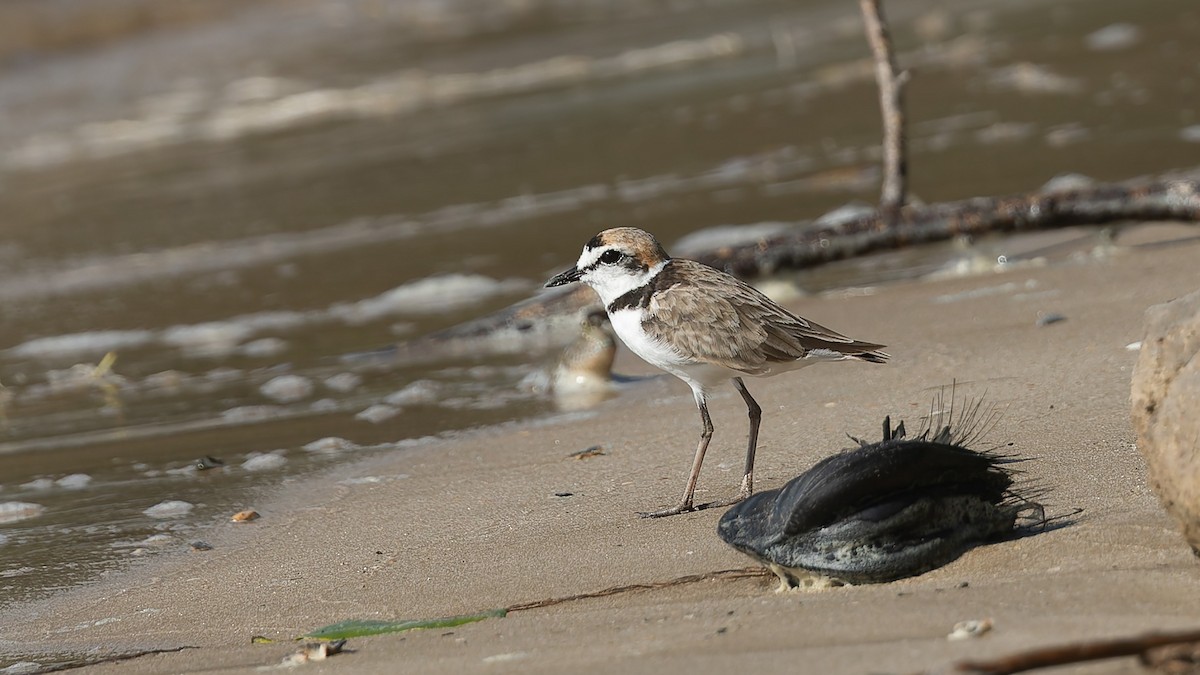 Malaysian Plover - ML644197540