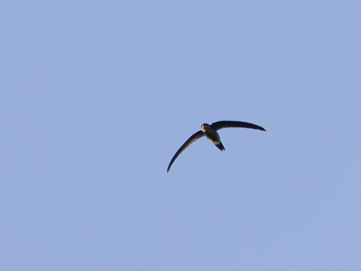 Bengalensegler - ML644197552