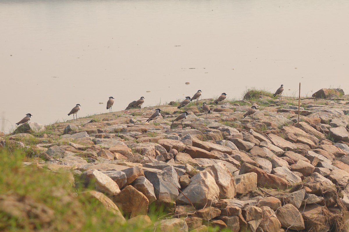 River Lapwing - ML644197557