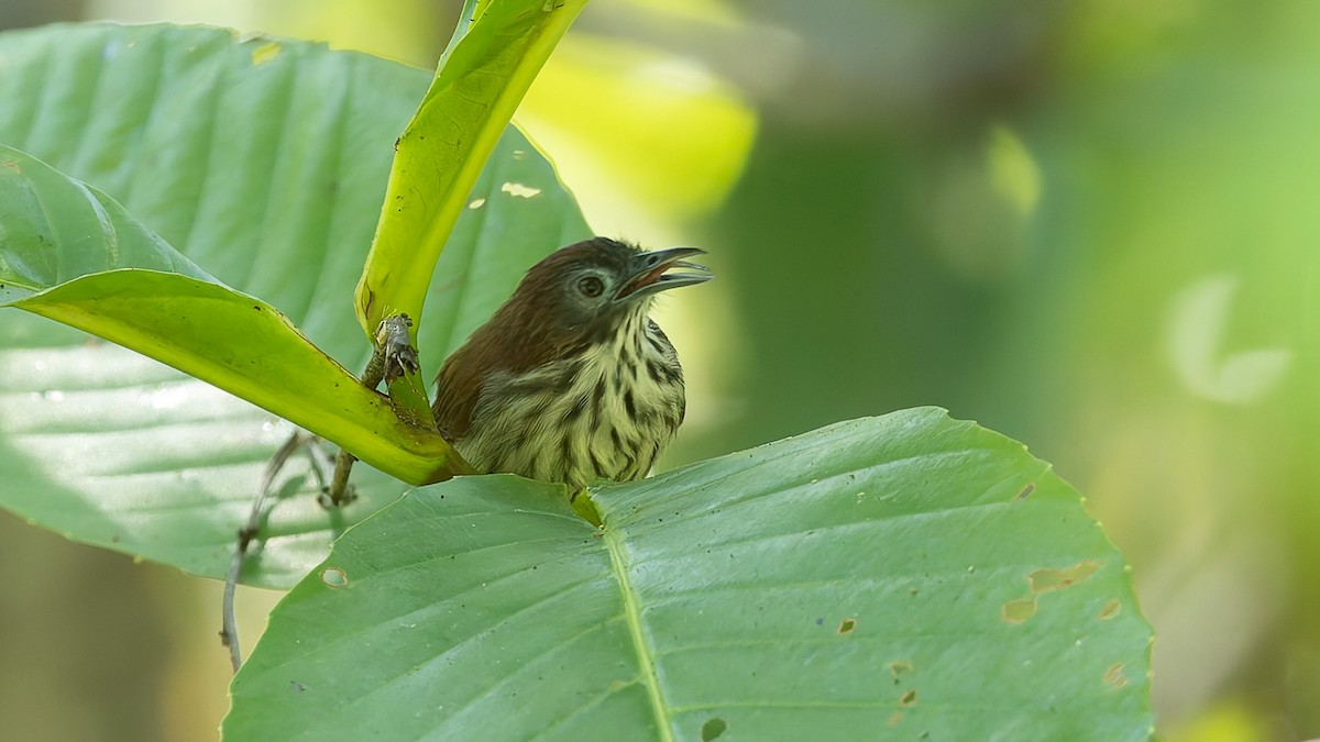 Bold-striped Tit-Babbler - ML644197558