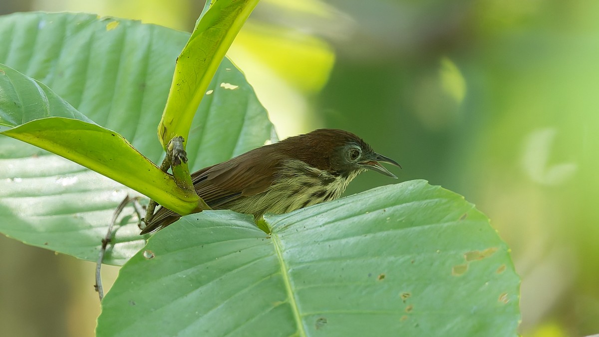 Bold-striped Tit-Babbler - ML644197559