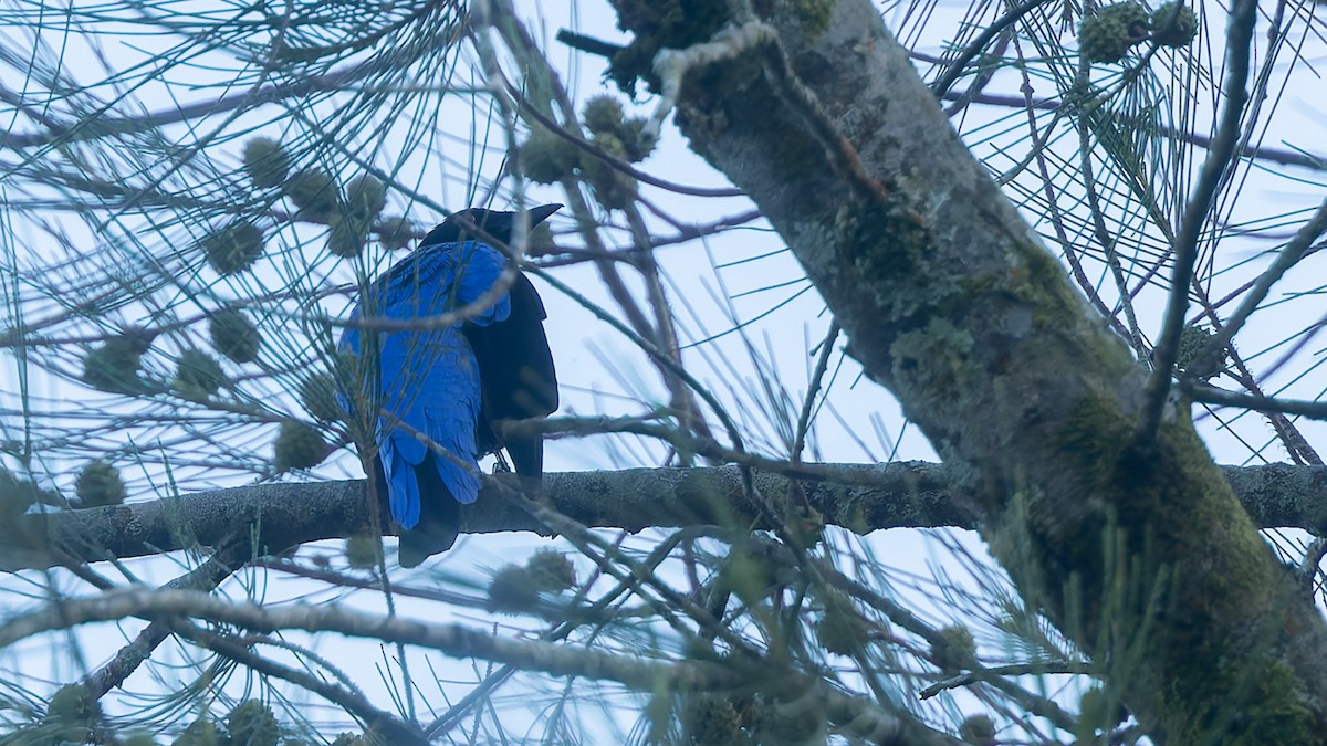 Asian Fairy-bluebird - ML644197567