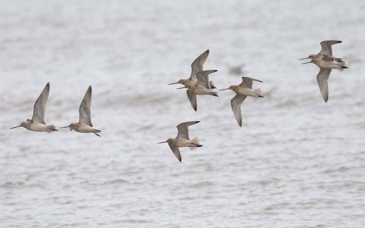 Bar-tailed Godwit - ML644197571