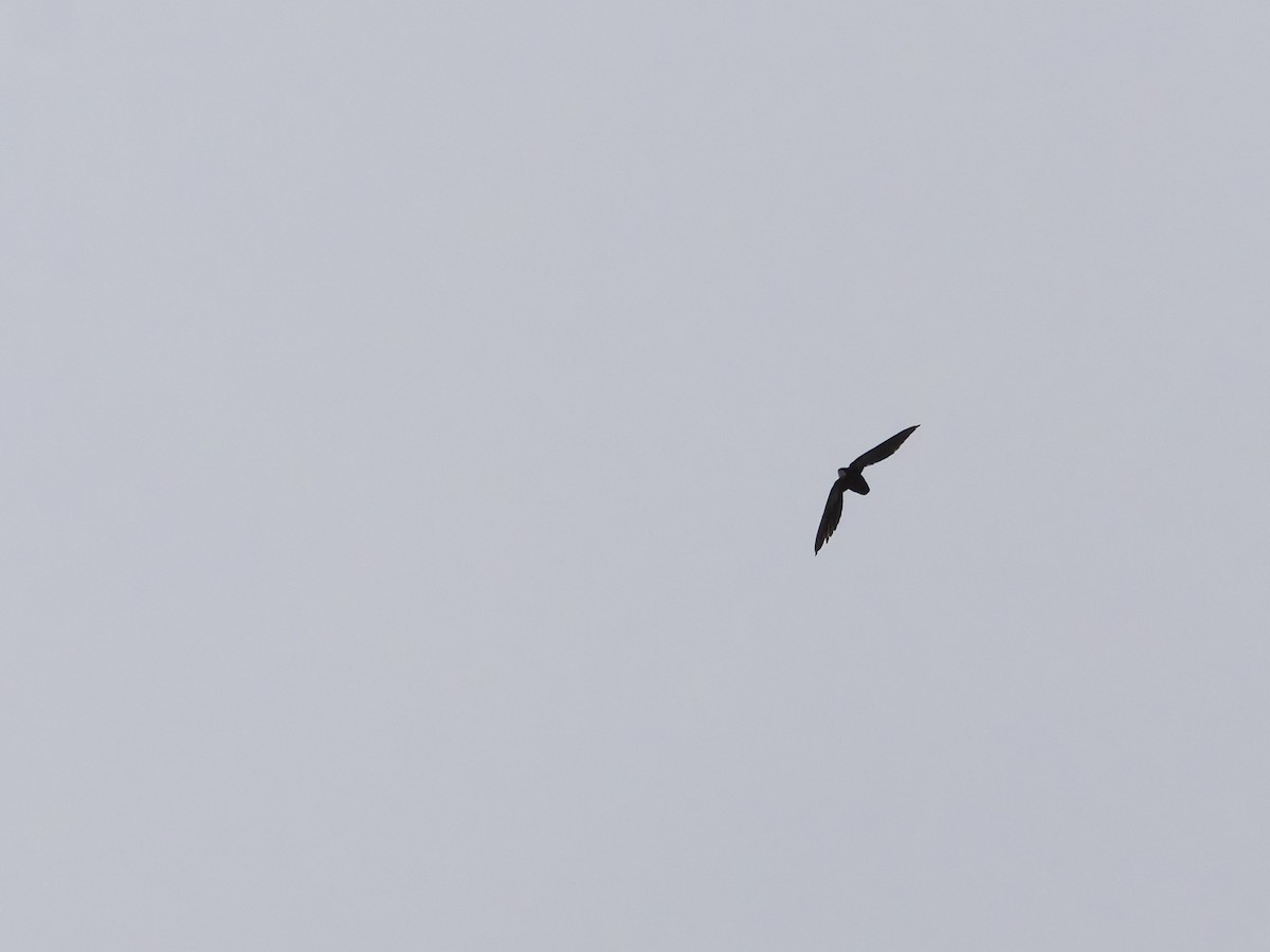 Philippine Spinetail - ML644197594