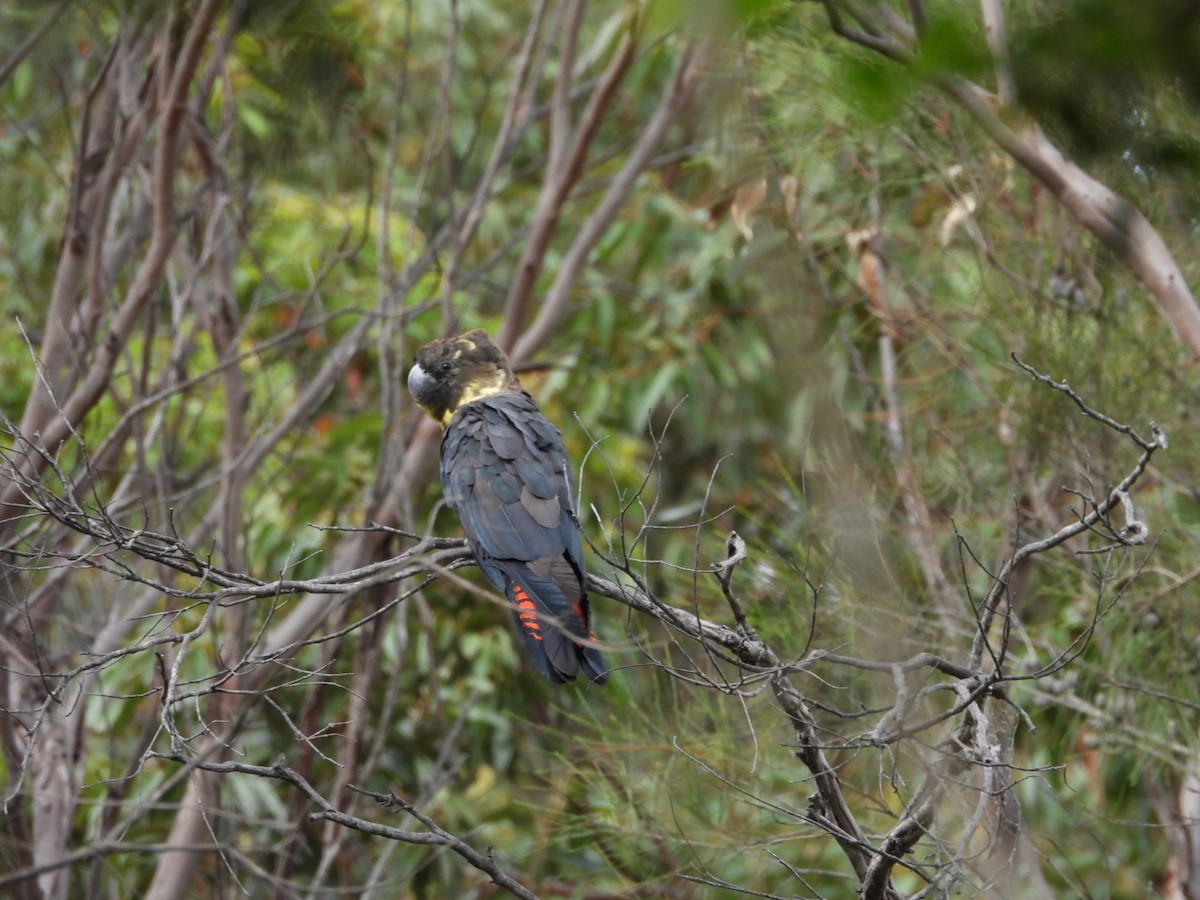 Parlak Siyah Kakadu - ML644197602