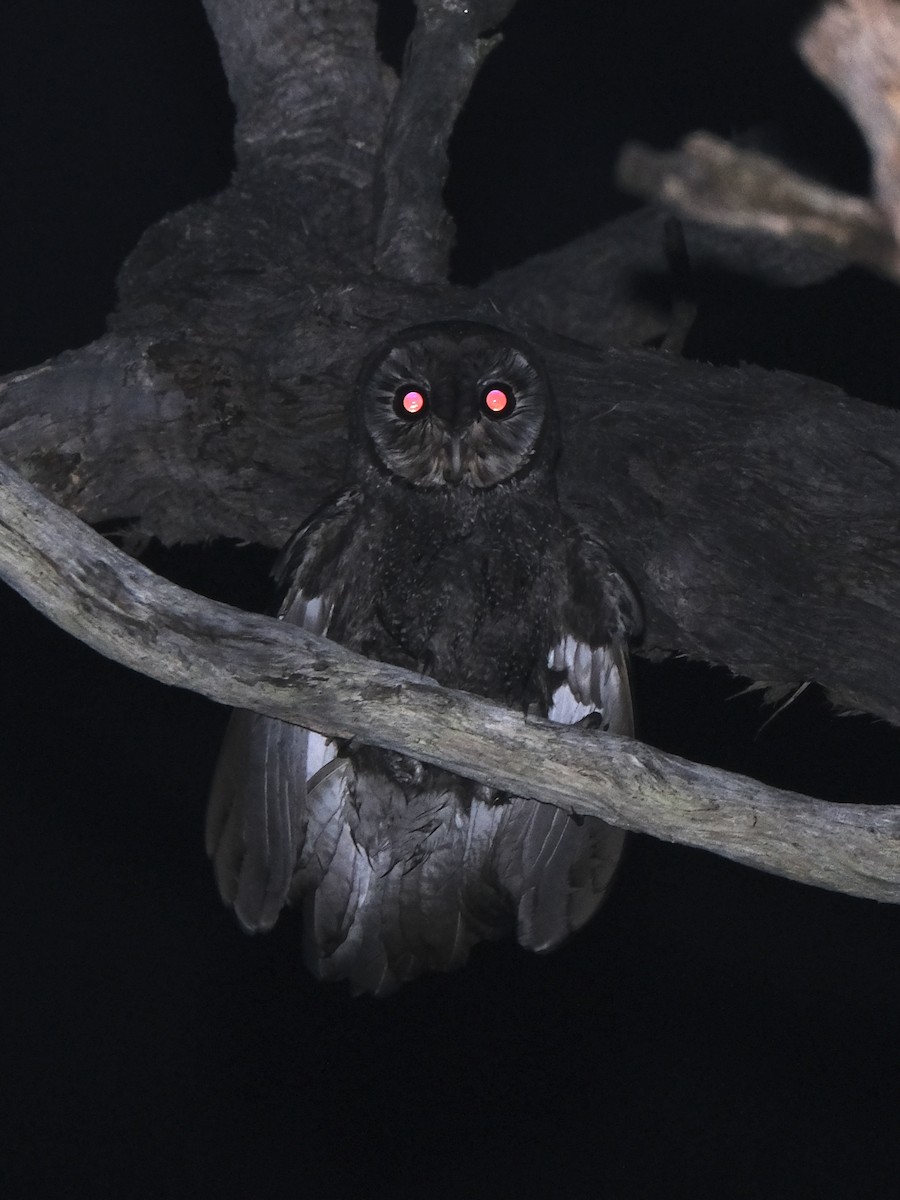 Sooty Owl (Greater) - ML644197609