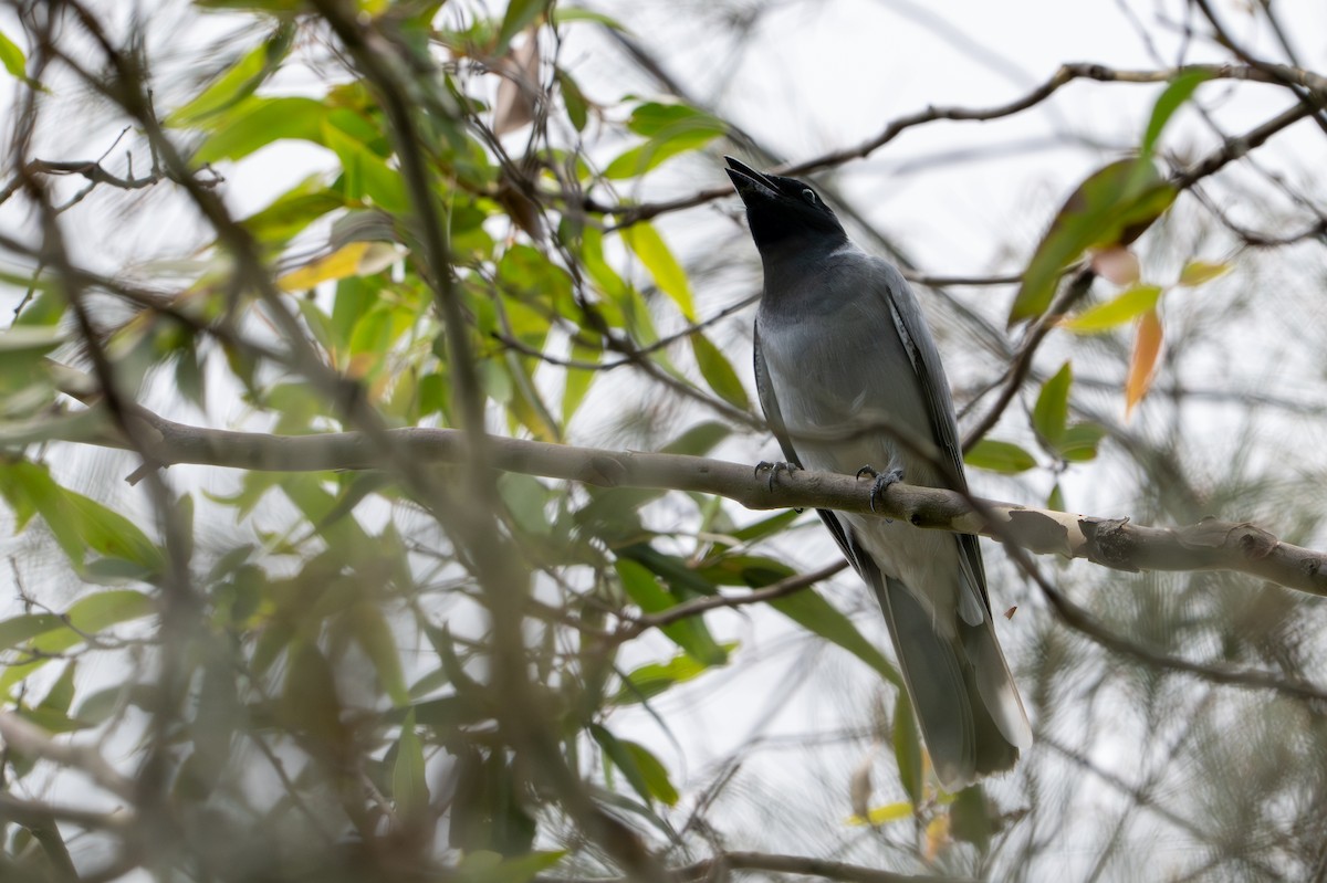 Black-faced Cuckooshrike - ML644197610