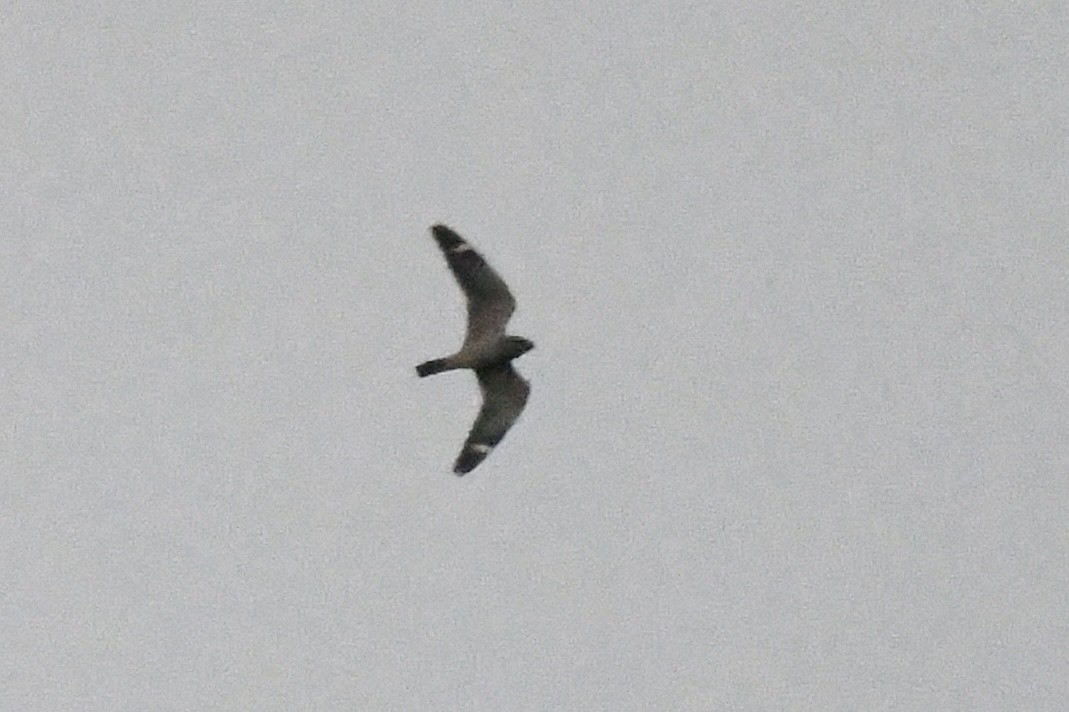 Lesser Nighthawk - ML644197611