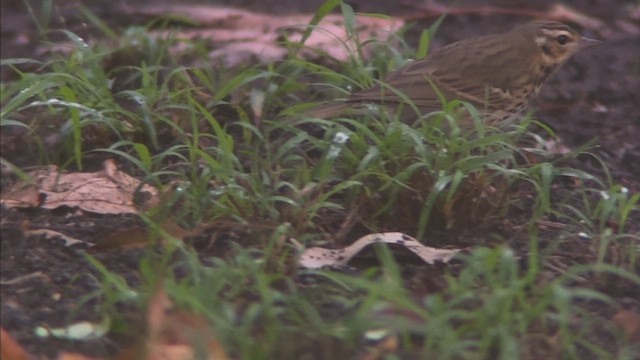 Prispolone indiano - ML644197616