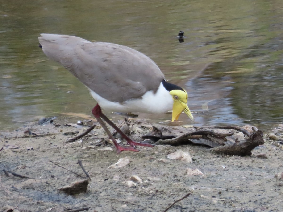 Masked Lapwing - ML644197617