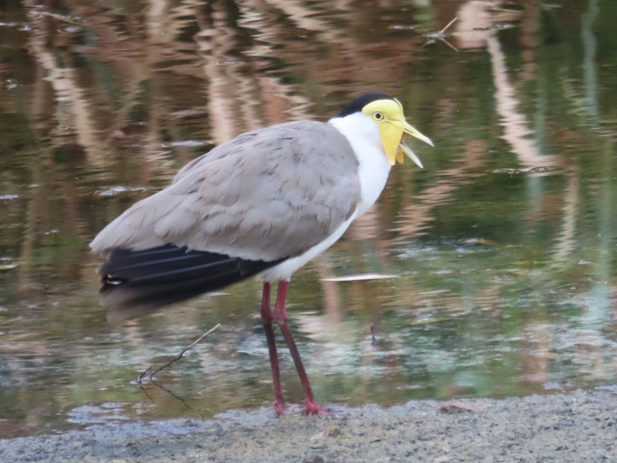 Masked Lapwing - ML644197618