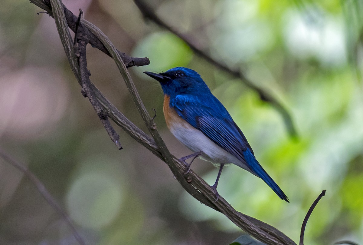 Blue-throated Flycatcher - ML644197620