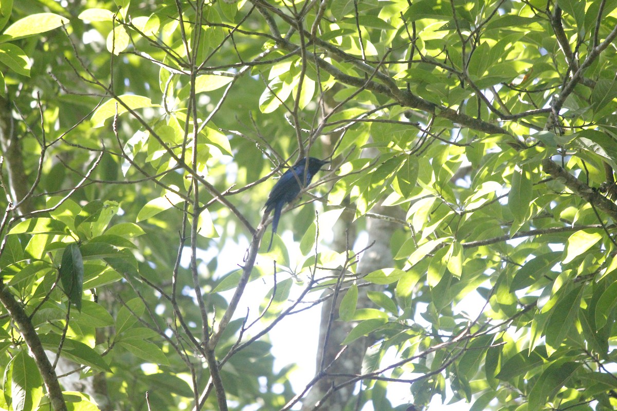 Bronzed Drongo - ML644197622