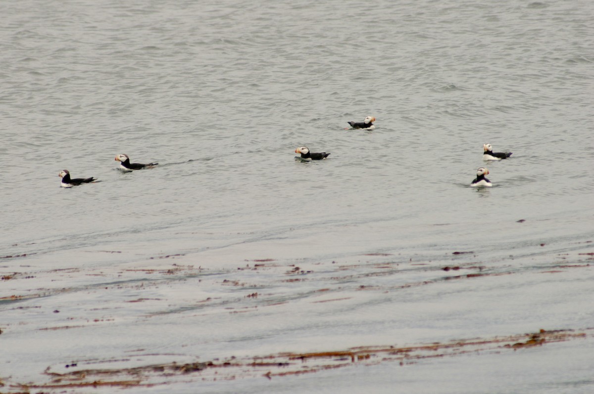 Іпатка тихоокеанська - ML644197631